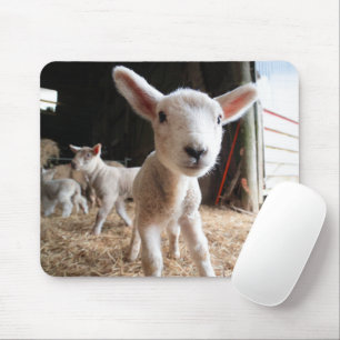 Niedliche Kleintiere Niedliches Lamm in einem la Mousepad