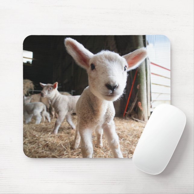 Niedliche Kleintiere | Niedliches Lamm in einem la Mousepad (Mit Mouse)