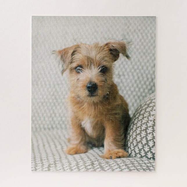 Niedliche Kleintiere | Norfolk Terrier Puppy (Vertikal)