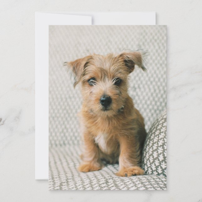 Niedliche Kleintiere | Norfolk Terrier Puppy Dankeskarte (Vorderseite)