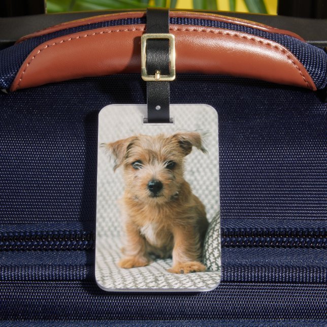 Niedliche Kleintiere | Norfolk Terrier Puppy Gepäckanhänger (Vorderseite Insitu 2)