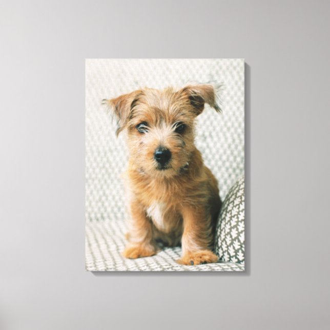 Niedliche Kleintiere | Norfolk Terrier Puppy Leinwanddruck (Vorderseite)