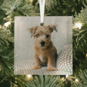 Niedliche Kleintiere   Norfolk Terrier Puppy Ornament Aus Glas