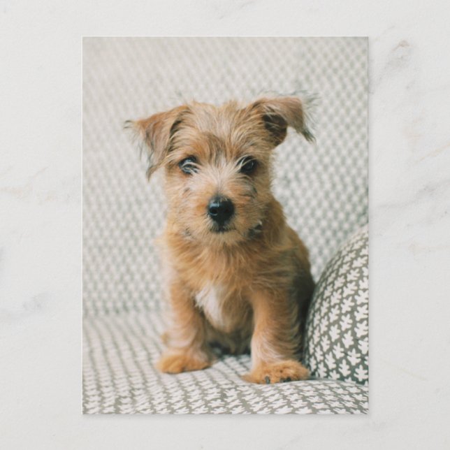 Niedliche Kleintiere | Norfolk Terrier Puppy Postkarte (Vorderseite)