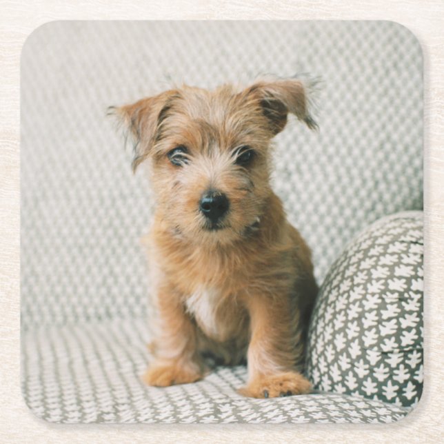 Niedliche Kleintiere | Norfolk Terrier Puppy Rechteckiger Pappuntersetzer (Vorderseite)