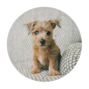 Niedliche Kleintiere   Norfolk Terrier Puppy Schneidebrett