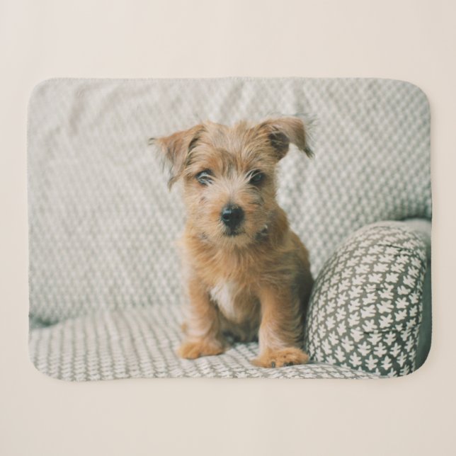 Niedliche Kleintiere | Norfolk Terrier Puppy Sherpadecke (Vorderseite (Horizontal))