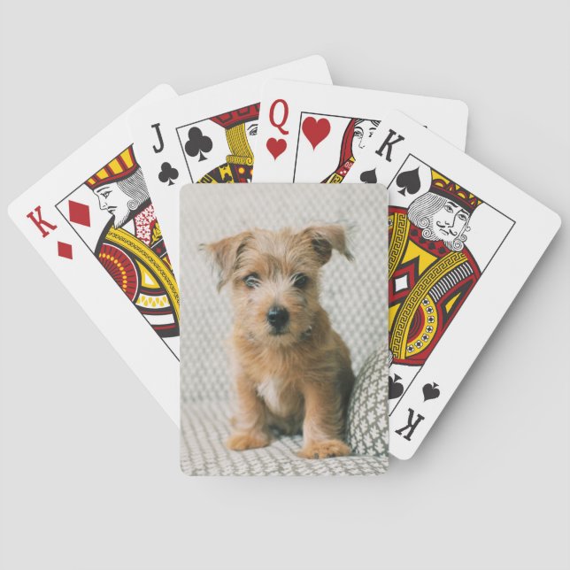 Niedliche Kleintiere | Norfolk Terrier Puppy Spielkarten (Rückseite)