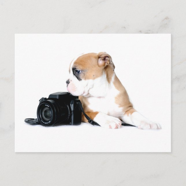 Niedliche Kleintiere | Old Tyme British Bulldog Postkarte (Vorderseite)