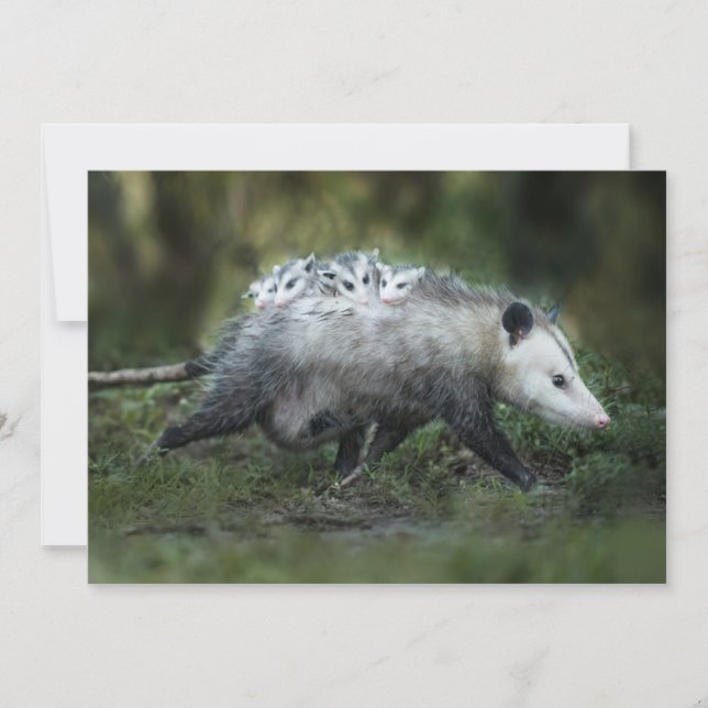 Niedliche Kleintiere | Opossum-Mama und Kinder Dankeskarte (Vorderseite)
