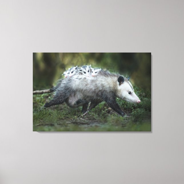 Niedliche Kleintiere | Opossum-Mama und Kinder Leinwanddruck (Vorderseite)