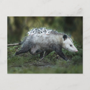Niedliche Kleintiere   Opossum-Mama und Kinder Postkarte