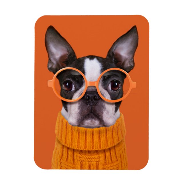 Niedliche Kleintiere | Orange Boston Terrier Magnet (Vertikal)