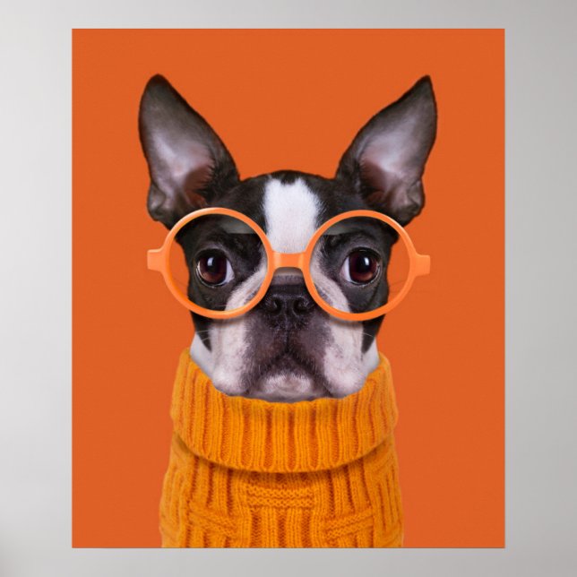 Niedliche Kleintiere | Orange Boston Terrier Poster (Vorne)