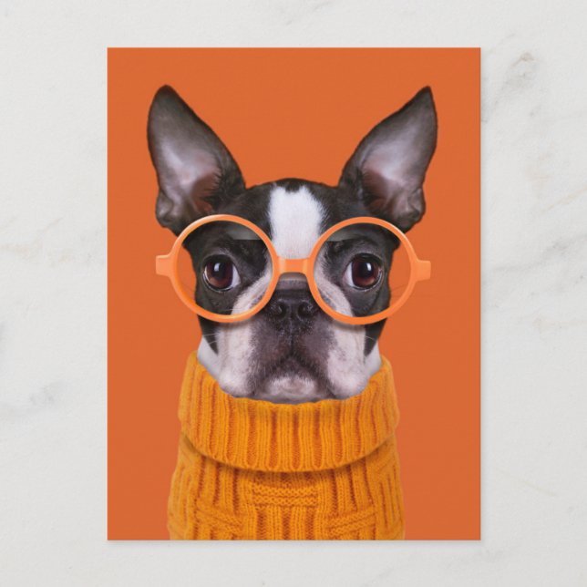 Niedliche Kleintiere | Orange Boston Terrier Postkarte (Vorderseite)