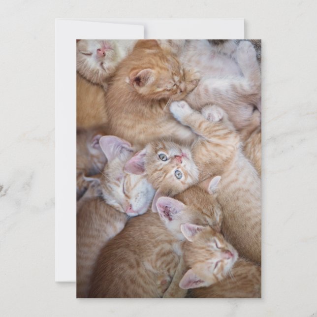 Niedliche Kleintiere | Orange Kitten Pile Dankeskarte (Vorderseite)