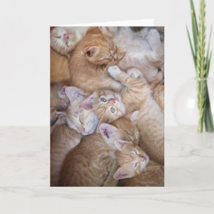 Niedliche Kleintiere   Orange Kitten Pile Karte