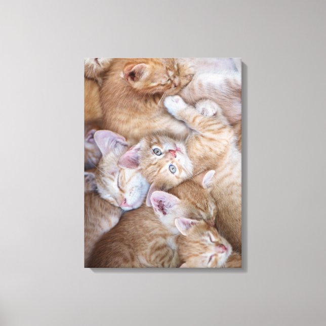 Niedliche Kleintiere | Orange Kitten Pile Leinwanddruck (Vorderseite)