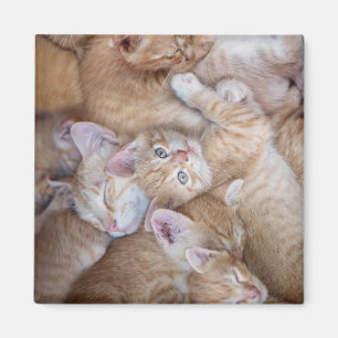 Niedliche Kleintiere Orange Kitten Pile Magnet