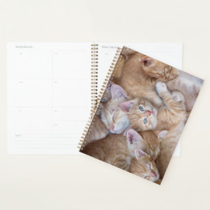 Niedliche Kleintiere Orange Kitten Pile Planer