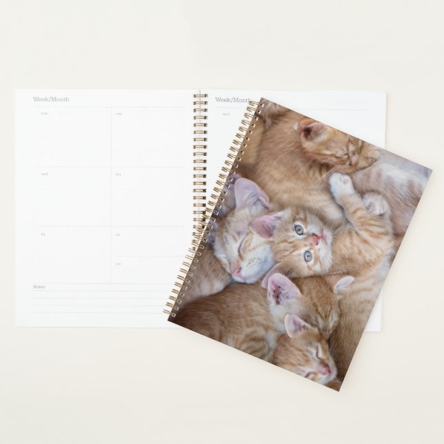 Niedliche Kleintiere | Orange Kitten Pile Planer (Anzeige)