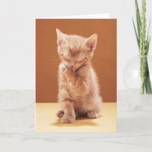 Niedliche Kleintiere Orange Tabby Kitten Karte