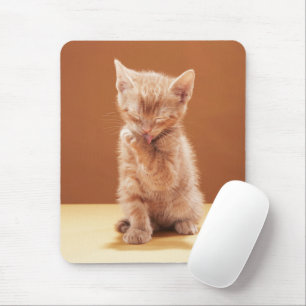 Niedliche Kleintiere Orange Tabby Kitten Mousepad