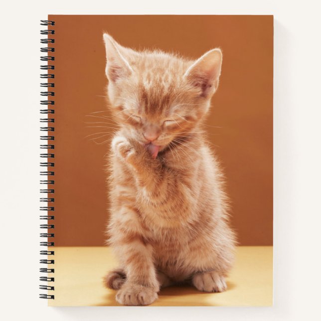 Niedliche Kleintiere | Orange Tabby Kitten Notizbuch (Vorderseite)
