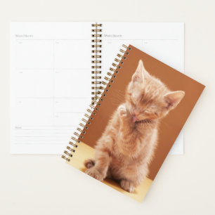 Niedliche Kleintiere   Orange Tabby Kitten Planer