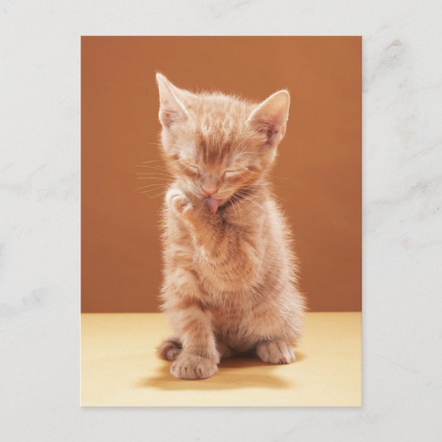 Niedliche Kleintiere | Orange Tabby Kitten Postkarte (Vorderseite)
