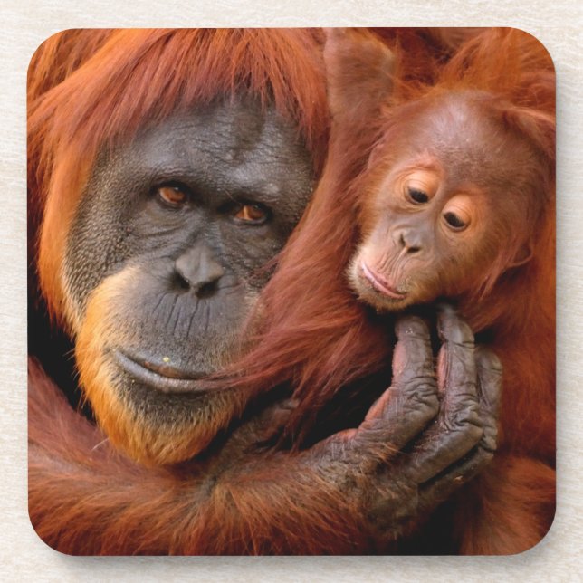 Niedliche Kleintiere | Orangutan Mama & Baby Getränkeuntersetzer (Vorderseite)