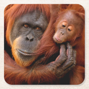 Niedliche Kleintiere Orangutan Mama & Baby Rechteckiger Pappuntersetzer
