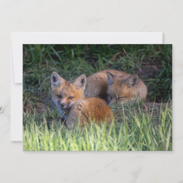 Niedliche Kleintiere | Paar von Red Fox Kit Geschw Dankeskarte (Vorderseite)