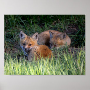 Niedliche Kleintiere   Paar von Red Fox Kit Geschw Poster
