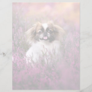 Niedliche Kleintiere Pekingese Puppy