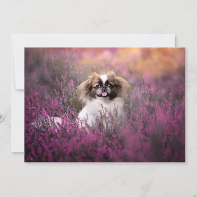 Niedliche Kleintiere | Pekingese Puppy Dankeskarte (Vorderseite)