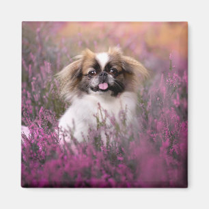 Niedliche Kleintiere Pekingese Puppy Magnet
