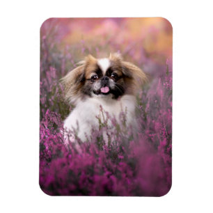 Niedliche Kleintiere   Pekingese Puppy Magnet