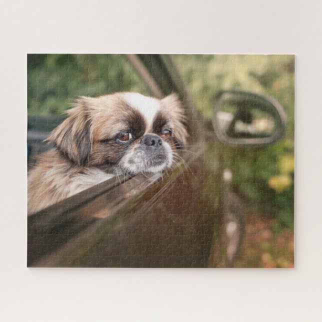Niedliche Kleintiere | Pekingese Welpe im Auto (Horizontal)