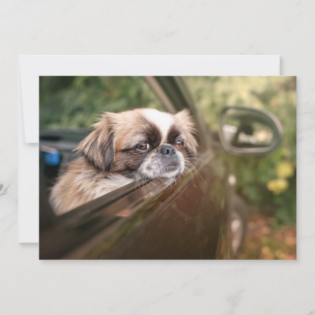 Niedliche Kleintiere | Pekingese Welpe im Auto Dankeskarte (Vorderseite)