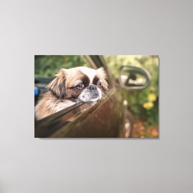 Niedliche Kleintiere | Pekingese Welpe im Auto Leinwanddruck (Vorderseite)