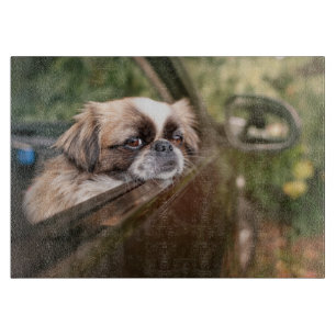 Niedliche Kleintiere   Pekingese Welpe im Auto Schneidebrett