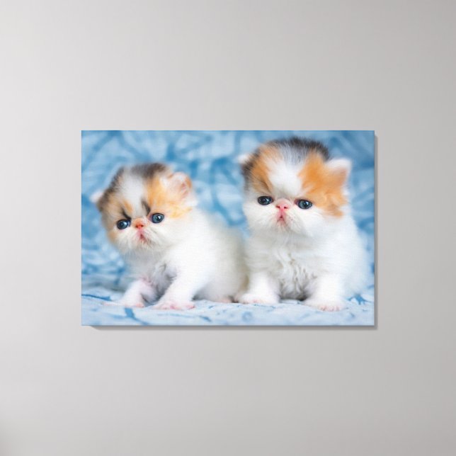 Niedliche Kleintiere | Persian Calico Kitten Leinwanddruck (Vorderseite)