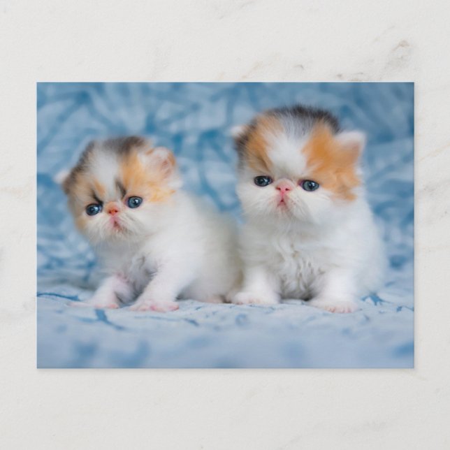 Niedliche Kleintiere | Persian Calico Kitten Postkarte (Vorderseite)