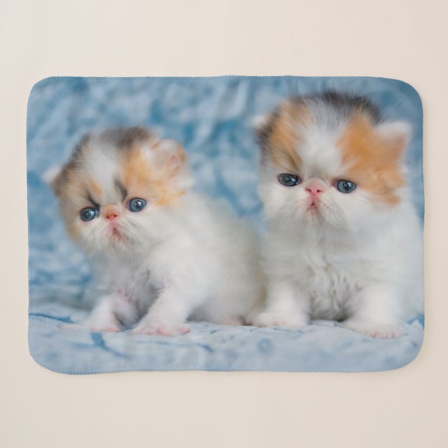 Niedliche Kleintiere | Persian Calico Kitten Sherpadecke (Vorderseite (Horizontal))