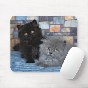 Niedliche Kleintiere Persische Kätzchen auf der Mousepad