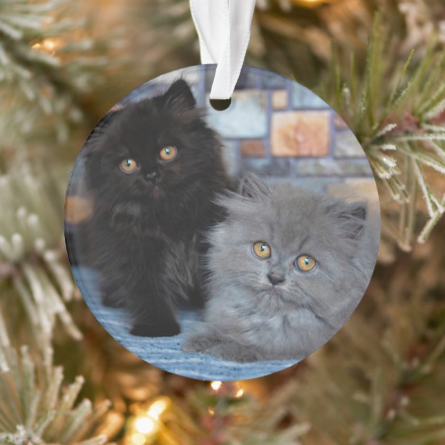 Niedliche Kleintiere | Persische Kätzchen auf der  Ornament (Baum)