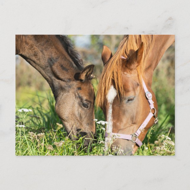 Niedliche Kleintiere | Pferdekälte Postkarte (Vorderseite)
