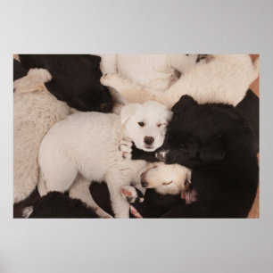 Niedliche Kleintiere   Pile von Welpen Poster