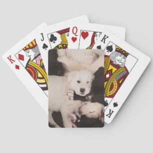 Niedliche Kleintiere   Pile von Welpen Spielkarten